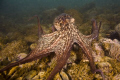   octopus vulgarismucchiola Ortona mare ch 450D 1855 canon vulgaris"(mucchiola- vulgaris"(mucchiola mare- 18-55 18 55  